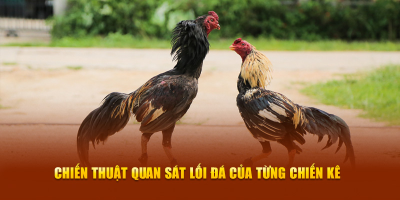 Đá Gà New88 – Sức Hút Từ Trò Chơi Đấu Trường Máu Lửa