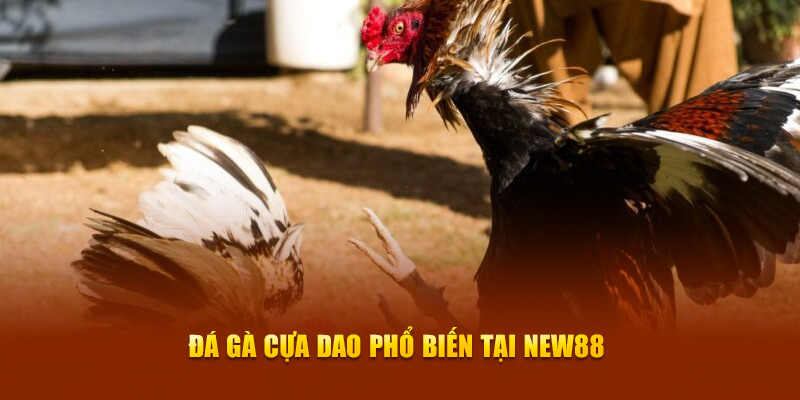 Đá Gà New88 – Sức Hút Từ Trò Chơi Đấu Trường Máu Lửa