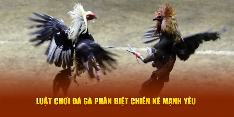Đá Gà New88 – Sức Hút Từ Trò Chơi Đấu Trường Máu Lửa