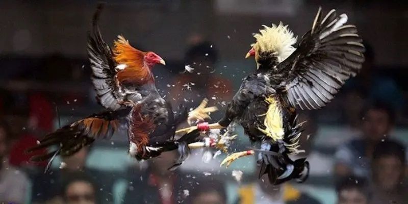 Đá Gà Thomo - Trải Nghiệm Cá Cược Kịch Tính Và Đầy Thú Vị