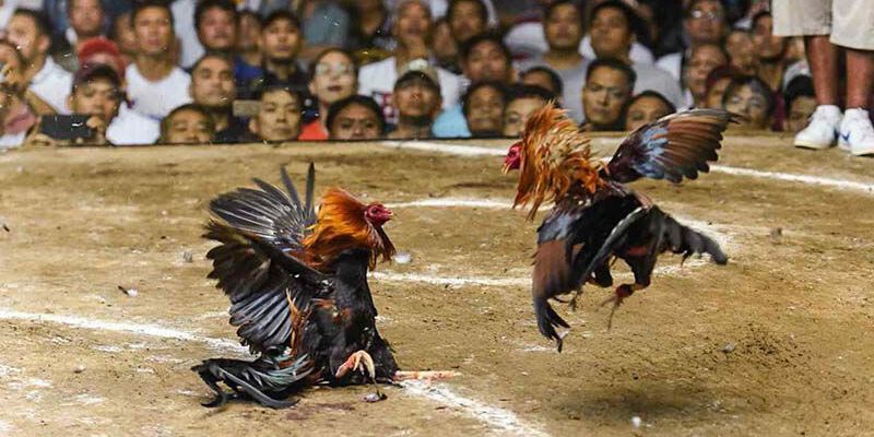Đá Gà Thomo - Trải Nghiệm Cá Cược Kịch Tính Và Đầy Thú Vị