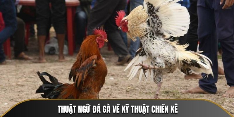 Thuật Ngữ Đá Gà - Giải Mã Ngôn Ngữ Của Các Trường Gà