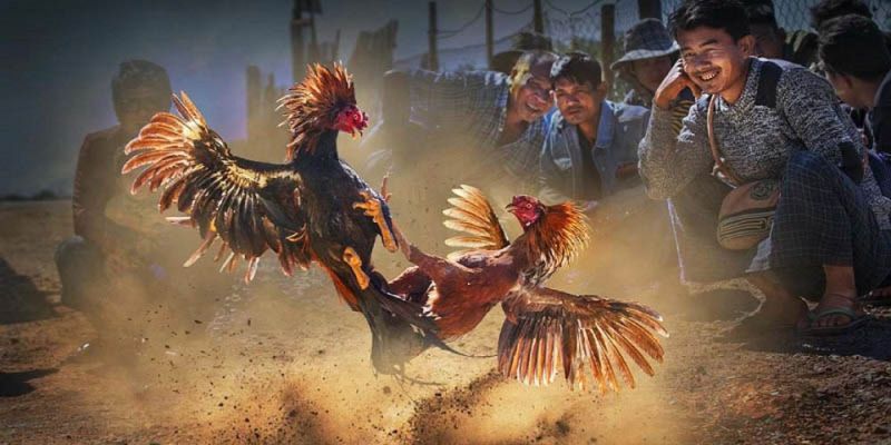Đá Gà Thomo - Trải Nghiệm Cá Cược Kịch Tính Và Đầy Thú Vị