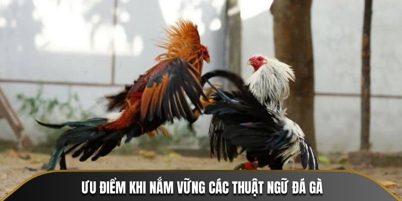 Thuật Ngữ Đá Gà - Giải Mã Ngôn Ngữ Của Các Trường Gà
