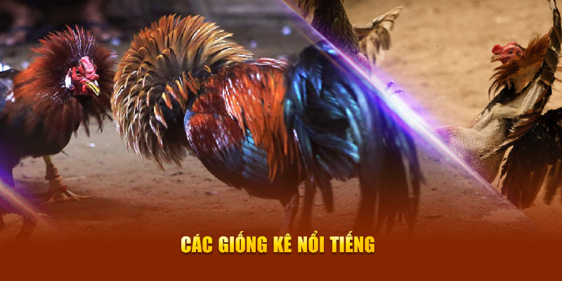 Đá Gà Cựa Sắt – Bí Quyết Chiến Thắng Khi Tham Gia New88