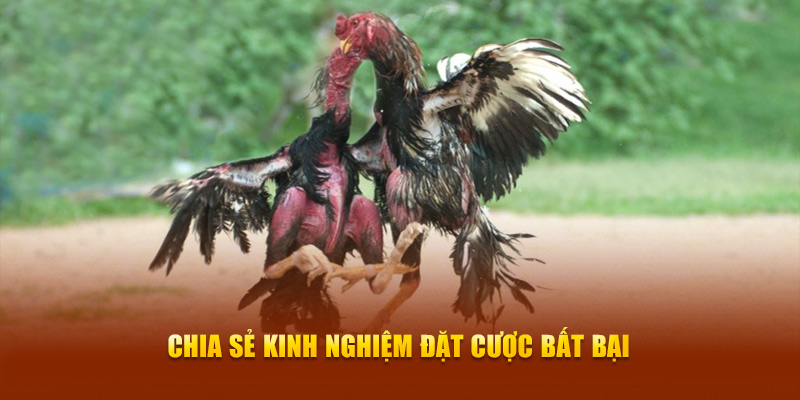 Đá Gà Đòn New88 - Trải Nghiệm Màn So Tài Mãn Nhãn, Kịch Tính