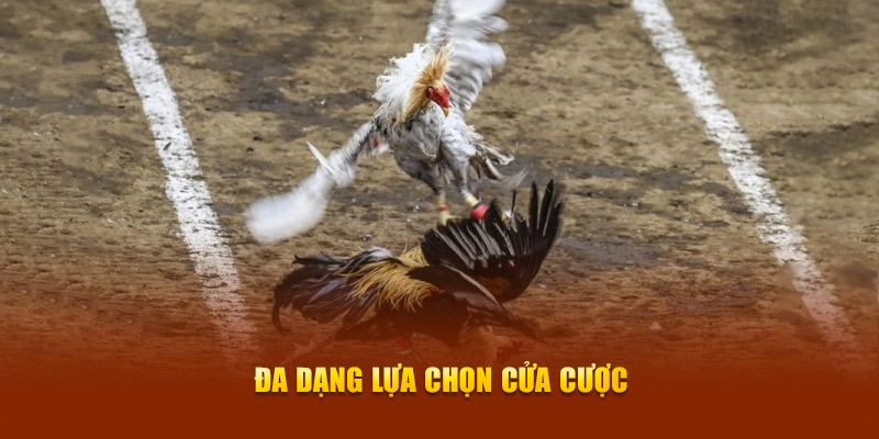 Đá Gà Cựa Dao New88 - Trải Nghiệm Thi Đấu Kịch Tính Hàng Đầu