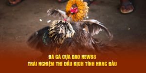 Đá Gà New88 – Sức Hút Từ Trò Chơi Đấu Trường Máu Lửa
