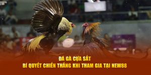 Đá Gà New88 – Sức Hút Từ Trò Chơi Đấu Trường Máu Lửa