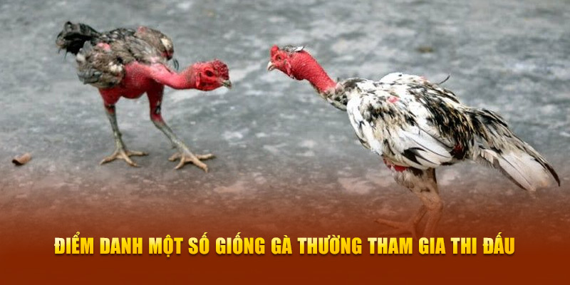 Đá Gà Đòn New88 - Trải Nghiệm Màn So Tài Mãn Nhãn, Kịch Tính