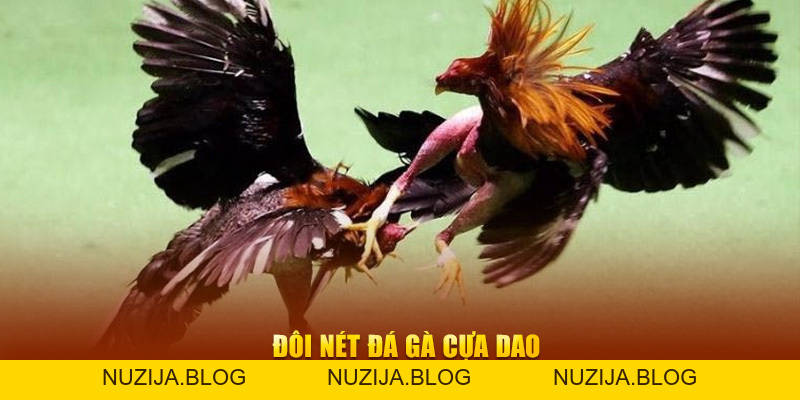Đá Gà Cựa Dao New88 - Trải Nghiệm Thi Đấu Kịch Tính Hàng Đầu