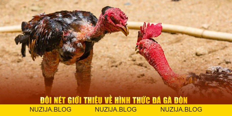 Đá Gà Đòn New88 - Trải Nghiệm Màn So Tài Mãn Nhãn, Kịch Tính