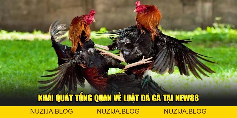 Luật Đá Gà Cơ Bản Tại New88 – Tất Cả Những Gì Bạn Cần Biết