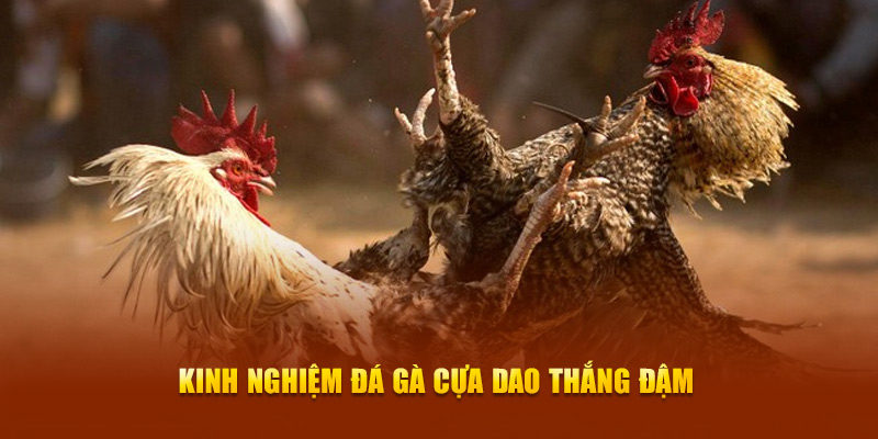Đá Gà Cựa Dao New88 - Trải Nghiệm Thi Đấu Kịch Tính Hàng Đầu