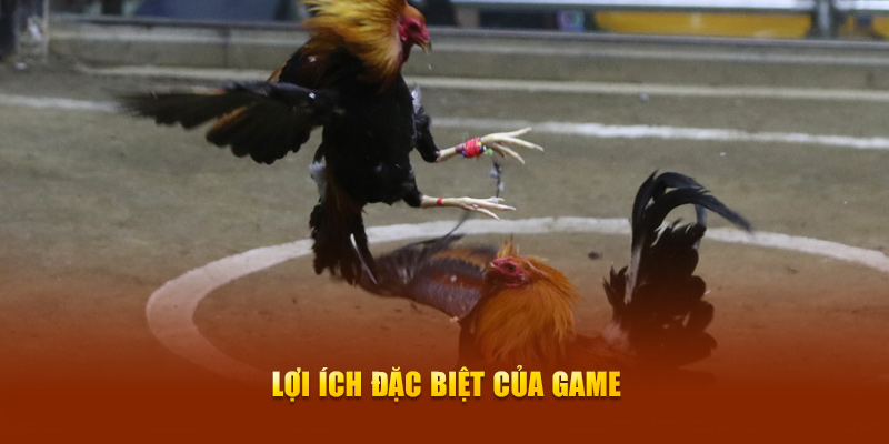 Đá Gà Cựa Dao New88 - Trải Nghiệm Thi Đấu Kịch Tính Hàng Đầu