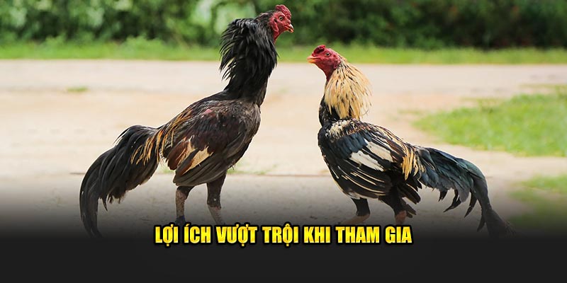 Luật Đá Gà Cơ Bản Tại New88 – Tất Cả Những Gì Bạn Cần Biết