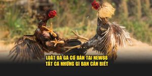 Đá Gà New88 – Sức Hút Từ Trò Chơi Đấu Trường Máu Lửa