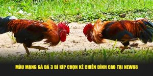 Đá Gà New88 – Sức Hút Từ Trò Chơi Đấu Trường Máu Lửa
