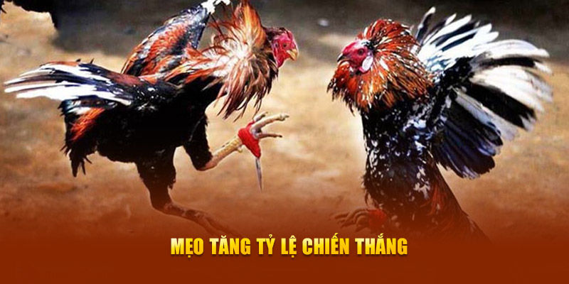Đá Gà Cựa Sắt – Bí Quyết Chiến Thắng Khi Tham Gia New88