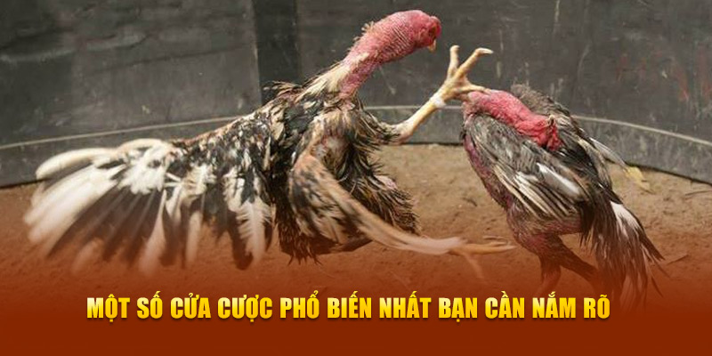 Đá Gà Đòn New88 - Trải Nghiệm Màn So Tài Mãn Nhãn, Kịch Tính