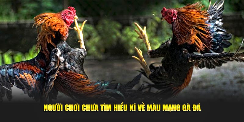 Màu Mạng Gà Đá 3 Bí Kíp Chọn Kê Chiến Đỉnh Cao Tại New88