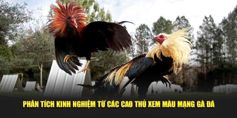 Màu Mạng Gà Đá 3 Bí Kíp Chọn Kê Chiến Đỉnh Cao Tại New88