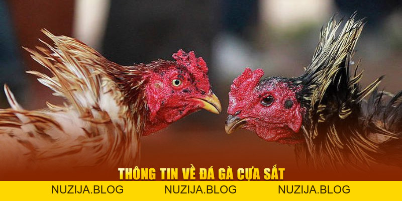 Đá Gà Cựa Sắt – Bí Quyết Chiến Thắng Khi Tham Gia New88