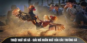 Đá Gà New88 – Sức Hút Từ Trò Chơi Đấu Trường Máu Lửa