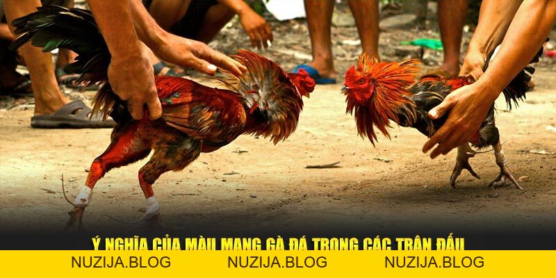 Màu Mạng Gà Đá 3 Bí Kíp Chọn Kê Chiến Đỉnh Cao Tại New88