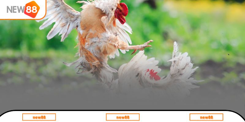 Gà Chọi Việt Nam - Hình Thức Giải Trí Được Yêu Thích Nhất