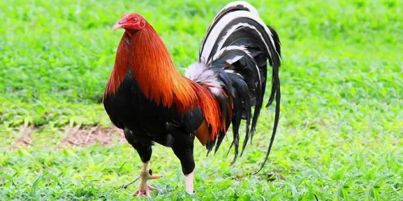 Dòng Gà Nào Ham Chiến? Top Gà Đá Hay Nhất Luôn Được Săn Đón
