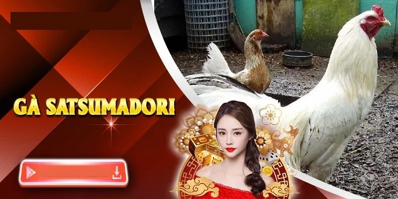 Gà Chiến Satsumadori - Thần Kê Cừ Khôi Đến Từ Nhật Bản