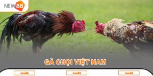 Đá Gà New88 – Sức Hút Từ Trò Chơi Đấu Trường Máu Lửa