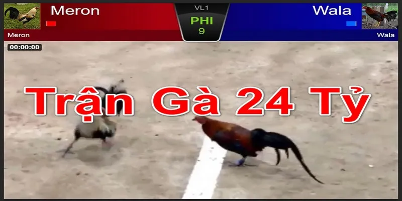 Trận Đá Gà 24 Tỷ - Màn Quyết Chiến Lớn Nhất Lịch Sử