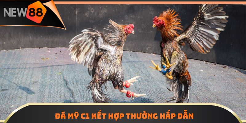 Đá Gà C1 Trực Tiếp Hấp Dẫn Với Hàng Trăm Trận Đấu Mỗi Mùa